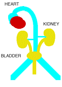 Diagram of blood circulation through the kidney